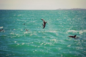 dauphin