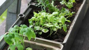 Aromate sur un balcon