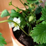 Fraisier sur un balcon
