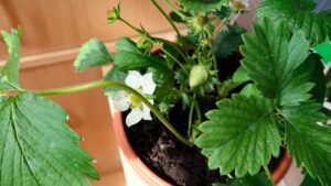 Fraisier sur un balcon
