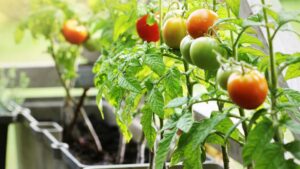 Plant de tomates sur un balcon