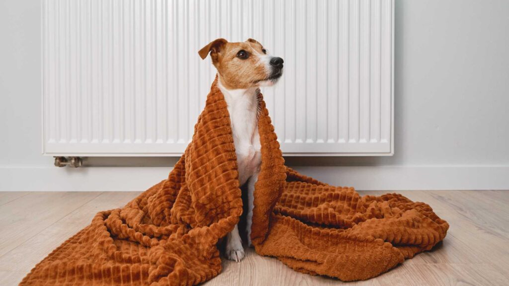 Petit chien avec une couverture 