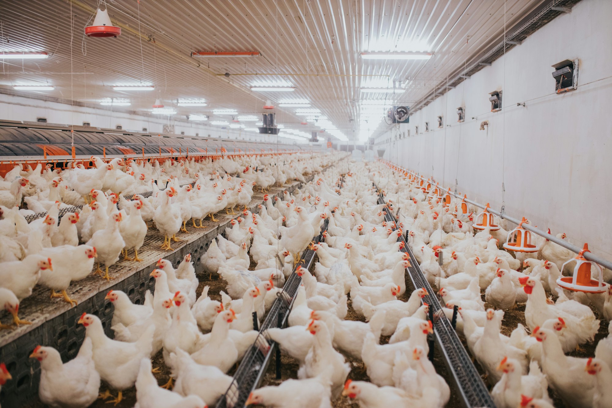 Selective focus shot of indoors chicken farm, chicken feeding
