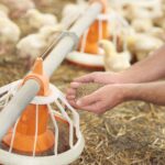 Adding some pasture to the feeder