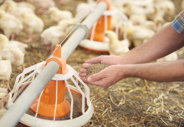 Adding some pasture to the feeder