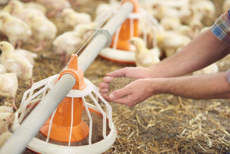 Adding some pasture to the feeder
