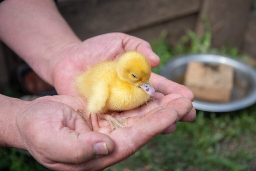 farmer tenderly holding little newborn yellow duckling showing care and love for animals, concept of