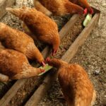 Red chickens eat cucumbers. Natural food for poultry.