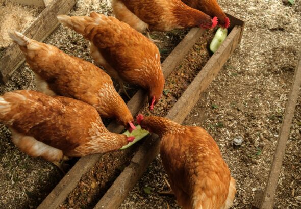 Red chickens eat cucumbers. Natural food for poultry.