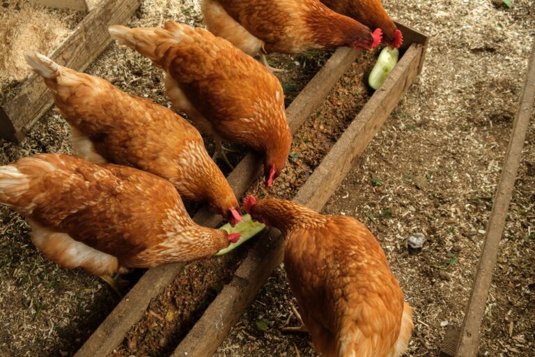 Red chickens eat cucumbers. Natural food for poultry.