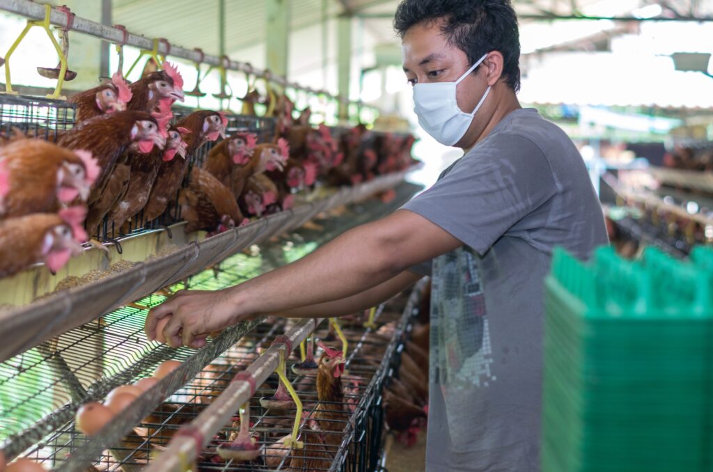 Young Farmer collecting the egg in egg chicken farm